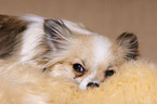 longhaired Chihuahua