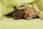 Chihuahua Puppies