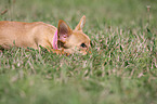 Chihuahua