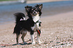 longhaired Chihuahua