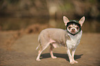 shorthaired Chihuahua