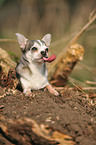 shorthaired Chihuahua