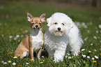 Chihuahua and Bichon Frise