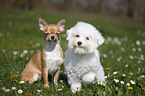 Chihuahua and Bichon Frise