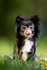 sitting longhaired Chihuahua