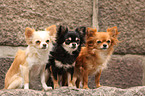 longhaired Chihuahuas