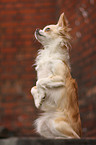 longhaired Chihuahua shows trick