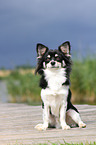 sitting longhaired Chihuahua