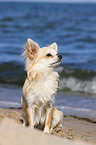 sitting longhaired Chihuahua