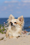 lying longhaired Chihuahua