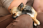 sleeping longhaired Chihuahua
