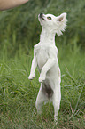 young longhaired Chihuahua