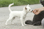 young longhaired Chihuahua