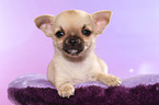 lying shorthaired Chihuahua Puppy