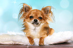 lying longhaired Chihuahua