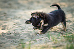 longhaired Chihuahua puppy