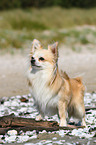 standing longhaired Chihuahua