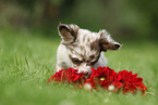Chihuahua Puppy