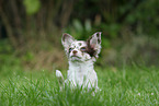 Chihuahua Puppy