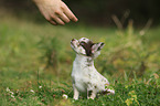Chihuahua Puppy