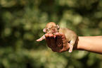 Chihuahua Puppy