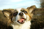 longhaired Chihuahua Portrait