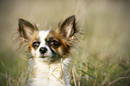 longhaired Chihuahua Portrait