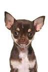 shorthaired Chihuahua
