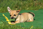 lying shorthaired Chihuahua Puppy