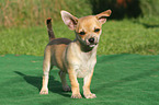 standing shorthaired Chihuahua Puppy