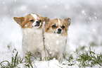 2 longhaired Chihuahuas