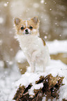longhaired Chihuahua