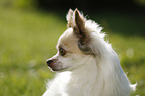 longhaired Chihuahua Portrait