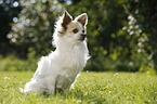 sitting longhaired Chihuahua