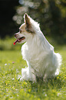 sitting longhaired Chihuahua