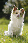 sitting longhaired Chihuahua