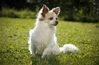 sitting longhaired Chihuahua