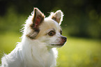 longhaired Chihuahua Portrait