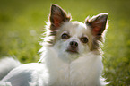 longhaired Chihuahua Portrait