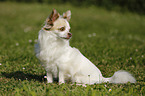 sitting longhaired Chihuahua