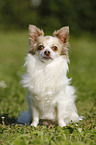 sitting longhaired Chihuahua