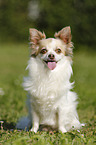 sitting longhaired Chihuahua