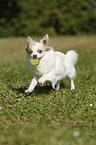 playing longhaired Chihuahua