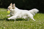 playing longhaired Chihuahua