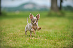 running longhaired Chihuahua