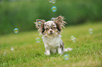 sitting longhaired Chihuahua