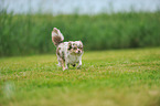 running longhaired Chihuahua