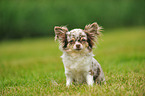 sitting longhaired Chihuahua