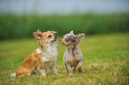 2 longhaired Chihuahuas