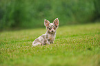 sitting longhaired Chihuahua